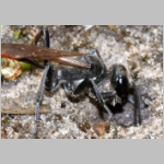 Ammophila sabulosa - Sandwespe 04k 20mm mit Sichelfluegler-Raupe - Drepana falcataria.jpg
